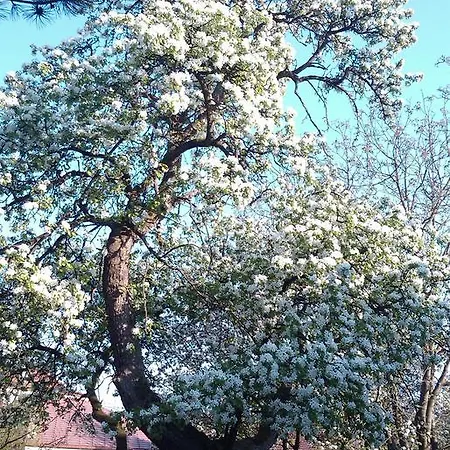 Гостевой дом - Landgasthof Winklehner Sankt Pantaleon (Mostviertel)