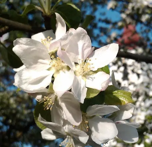 بيت ضيافة - Landgasthof Winklehner Sankt Pantaleon (Mostviertel)