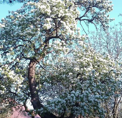 Guest house - Landgasthof Winklehner Sankt Pantaleon (Mostviertel)